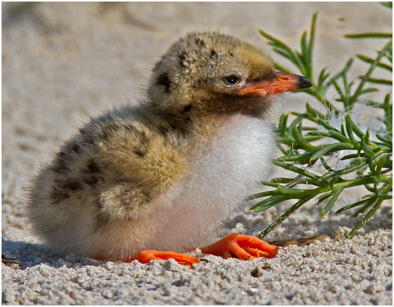 Common tern chick no 31 pres s